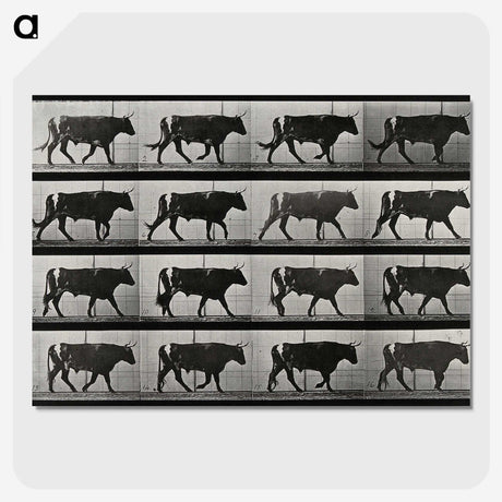 3-1_Eadweard-Muybridge_picture-crop
