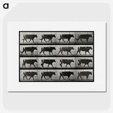 3-1_Eadweard-Muybridge_picture