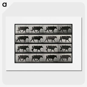 3-1_Eadweard-Muybridge_picture