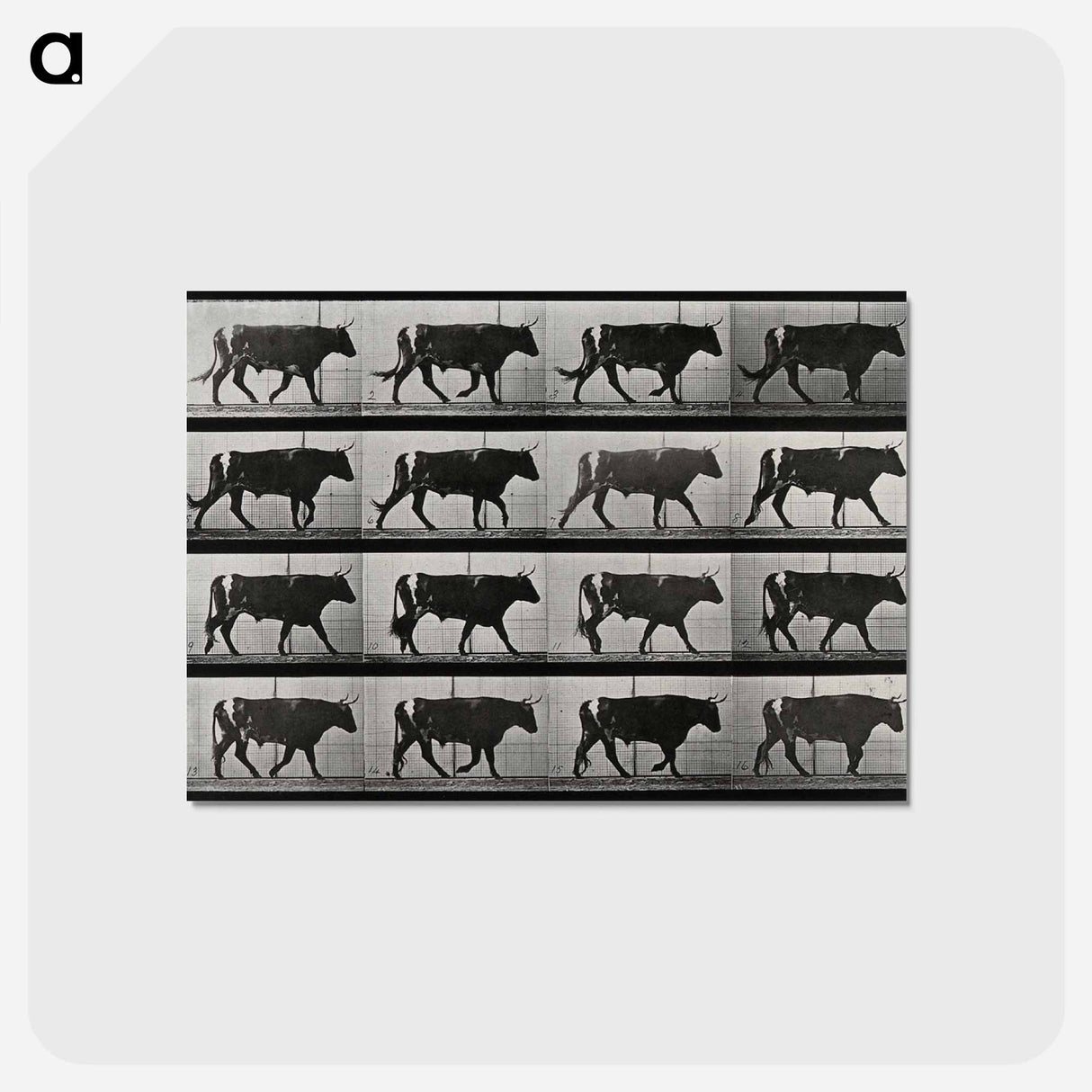 アートポストカード-Walking Bull
 - エドワード マイブリッジ Postcard.