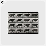 アートポストカード-Walking Bull
 - エドワード マイブリッジ Postcard.