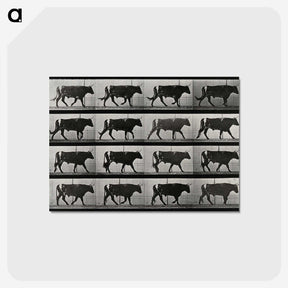 3-1_Eadweard-Muybridge_postcard