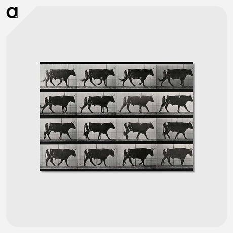 アートポストカード-Walking Bull
 - エドワード マイブリッジ Postcard.