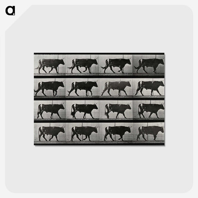 3-1_Eadweard-Muybridge_postcard