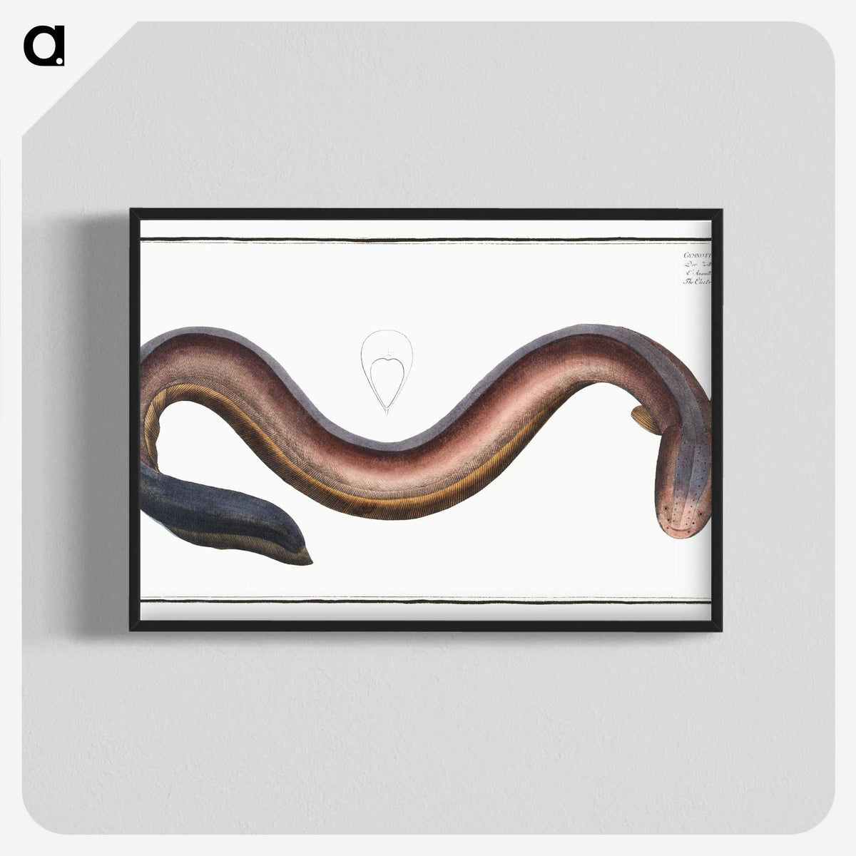 3-1_Ichtyologie-ou-Histoire-naturelle_blk-crop