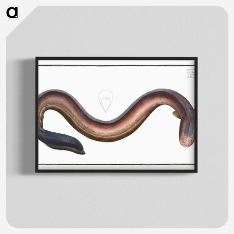 3-1_Ichtyologie-ou-Histoire-naturelle_blk-crop