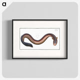 3-1_Ichtyologie-ou-Histoire-naturelle_blk