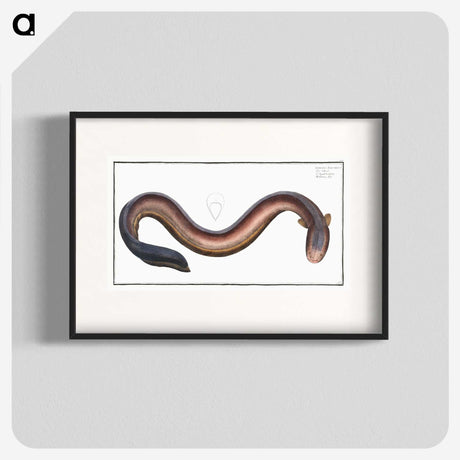 3-1_Ichtyologie-ou-Histoire-naturelle_blk