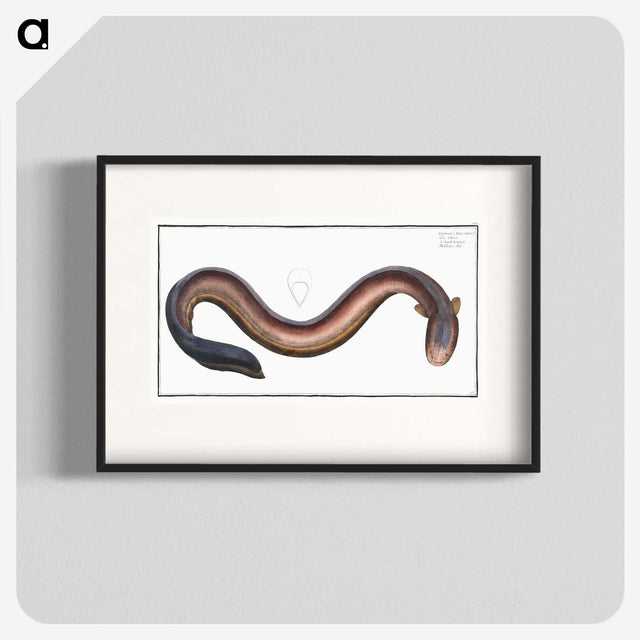 3-1_Ichtyologie-ou-Histoire-naturelle_blk