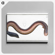 3-1_Ichtyologie-ou-Histoire-naturelle_canvas