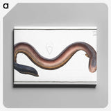 3-1_Ichtyologie-ou-Histoire-naturelle_canvas