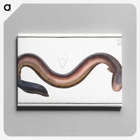 3-1_Ichtyologie-ou-Histoire-naturelle_canvas