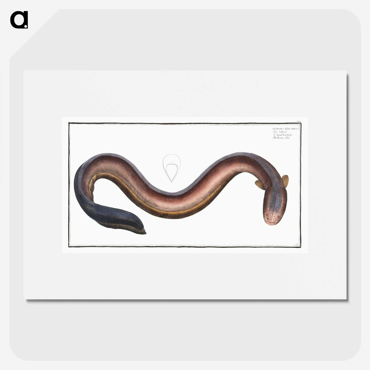 3-1_Ichtyologie-ou-Histoire-naturelle_picture