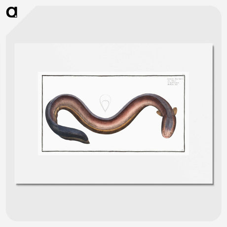 3-1_Ichtyologie-ou-Histoire-naturelle_picture