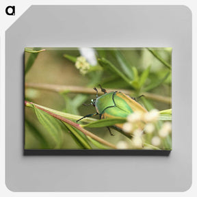 3-1_Insects-Unlocked-Project_canvas