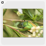 3-1_Insects-Unlocked-Project_picture-crop