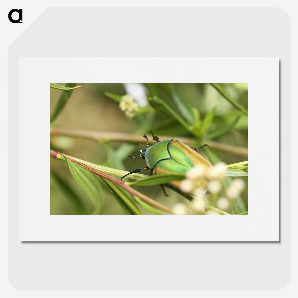 3-1_Insects-Unlocked-Project_picture