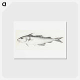 アートポストカード-Fish - ジャン ベルナール Postcard.