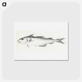 アートポストカード-Fish - ジャン ベルナール Postcard.