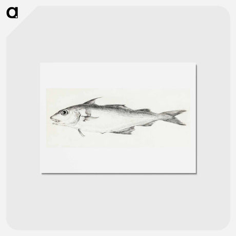 アートポストカード-Fish - ジャン ベルナール Postcard.