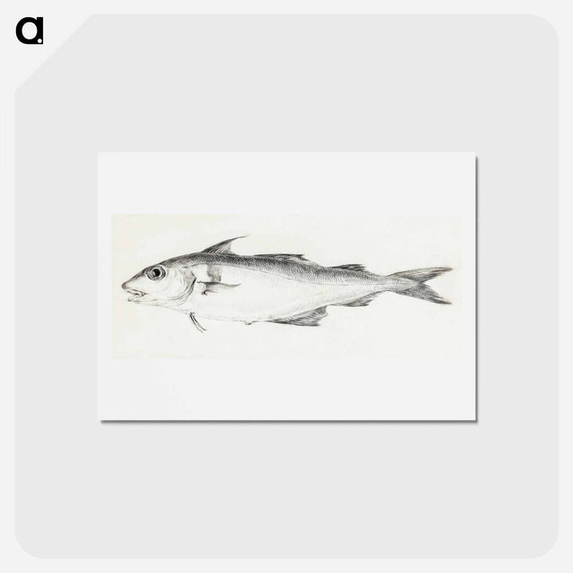 アートポストカード-Fish - ジャン ベルナール Postcard.