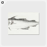 アートポストカード-Fish - ジャン ベルナール Postcard.