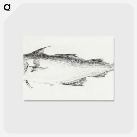 アートポストカード-Fish - ジャン ベルナール Postcard.