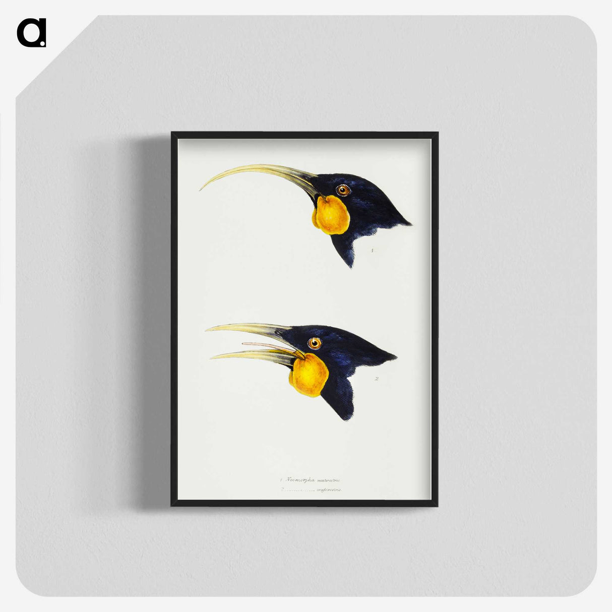 3-1_John-Gould_blk-crop