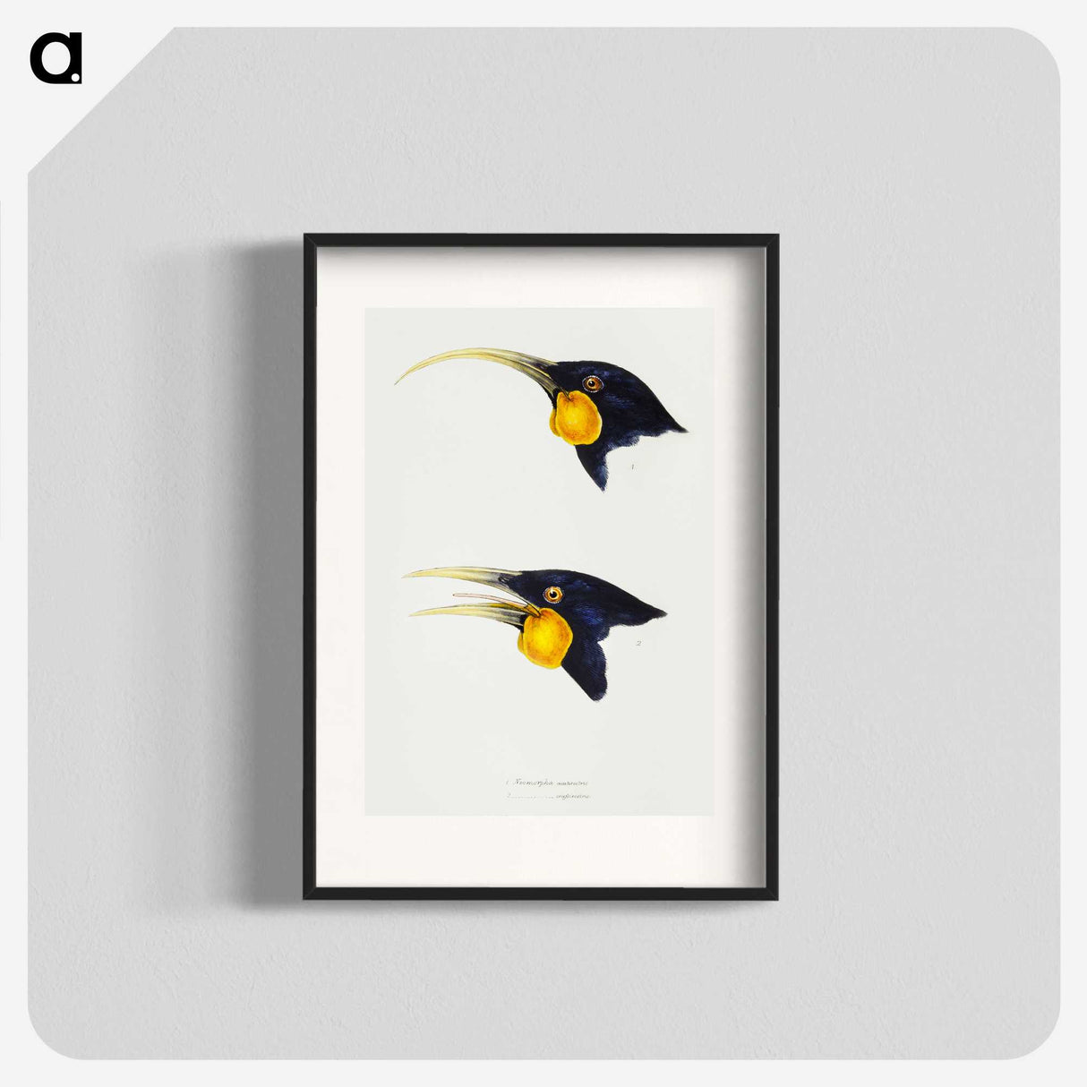 3-1_John-Gould_blk