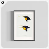 3-1_John-Gould_blk