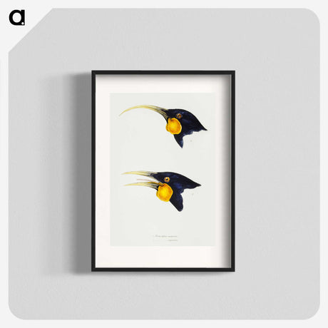 3-1_John-Gould_blk