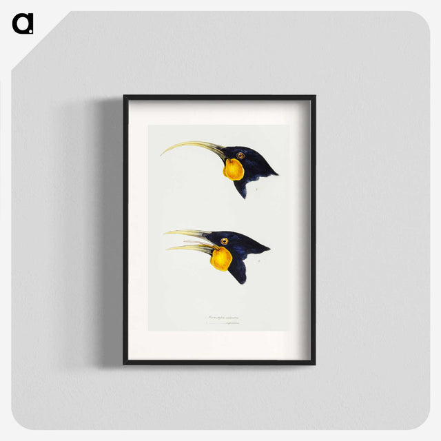 3-1_John-Gould_blk