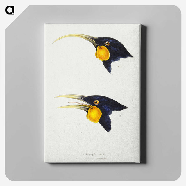 3-1_John-Gould_canvas
