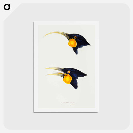 アートポストカード-Huia
 - ジョン グールド Postcard.