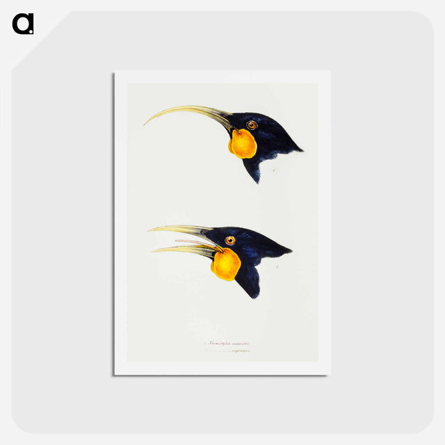 アートポストカード-Huia
 - ジョン グールド Postcard.