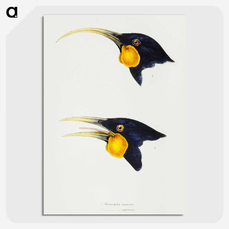 3-1_John-Gould_picture-crop
