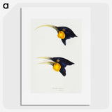 3-1_John-Gould_picture