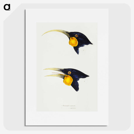 3-1_John-Gould_picture
