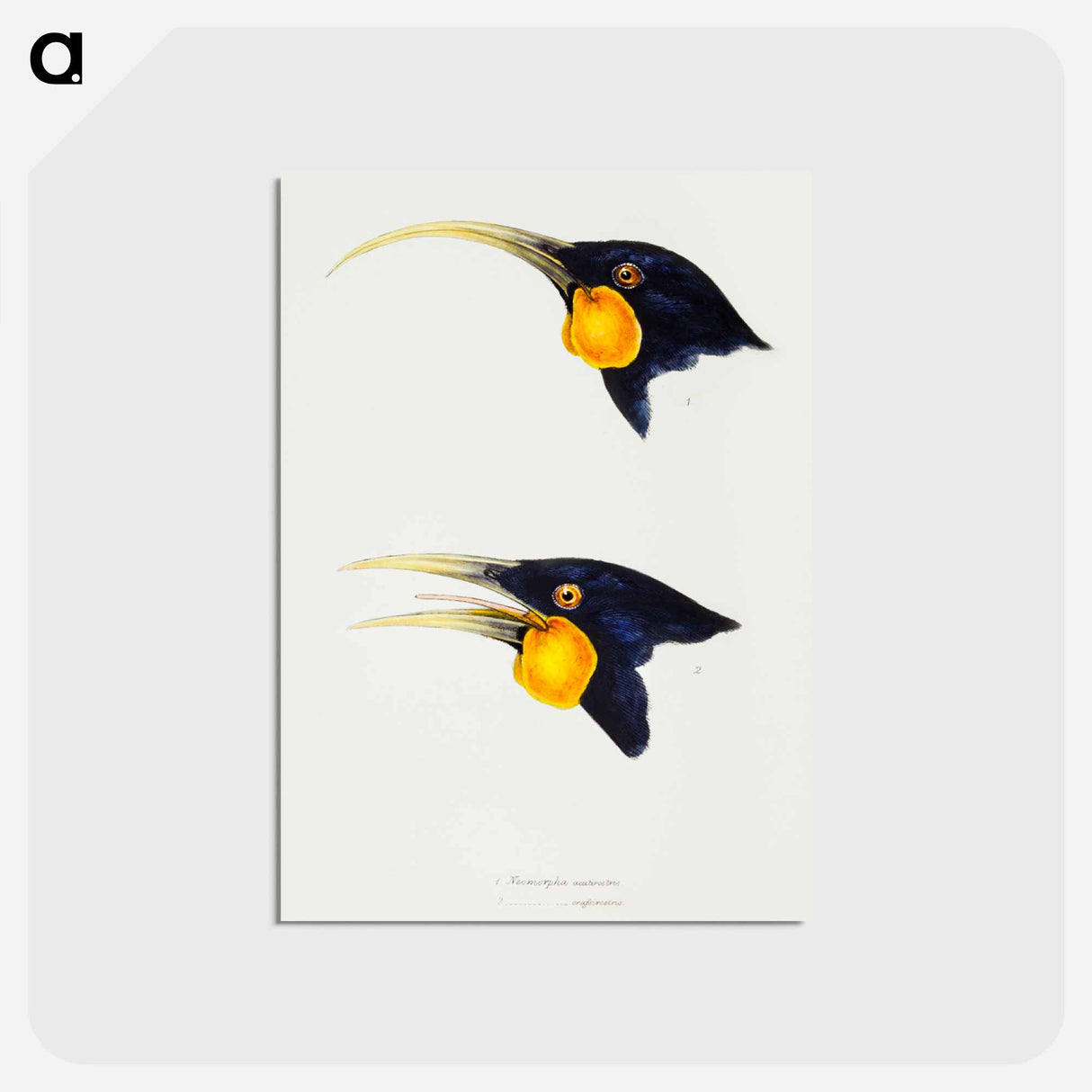 アートポストカード-Huia
 - ジョン グールド Postcard.