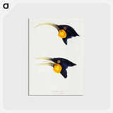 アートポストカード-Huia
 - ジョン グールド Postcard.