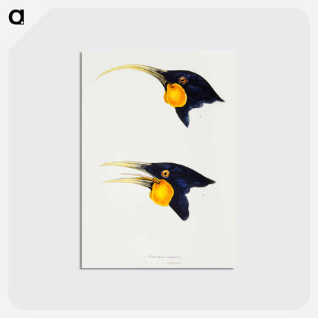 アートポストカード-Huia
 - ジョン グールド Postcard.