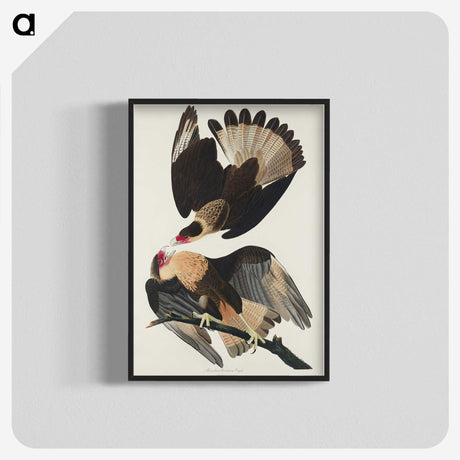 3-1_John-James-Audubon_blk-crop