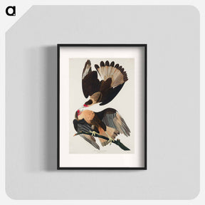 アートポスター-Brasilian Caracara Eagle
 - ジョン ジェームス オーデュボン Poster.