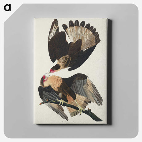 3-1_John-James-Audubon_canvas