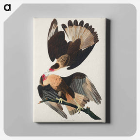 アートパネル-Brasilian Caracara Eagle
 - ジョン ジェームス オーデュボン Canvas.