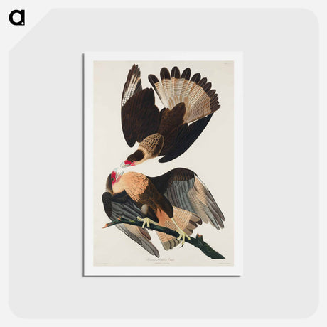 アートポストカード-Brasilian Caracara Eagle
 - ジョン ジェームス オーデュボン Postcard.