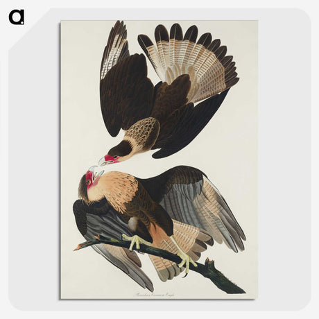 3-1_John-James-Audubon_picture-crop
