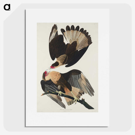 3-1_John-James-Audubon_picture