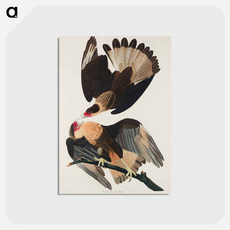 アートポストカード-Brasilian Caracara Eagle
 - ジョン ジェームス オーデュボン Postcard.