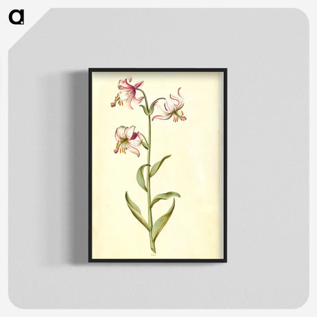 3-1_Maria-Sibylla-Merian_blk-crop